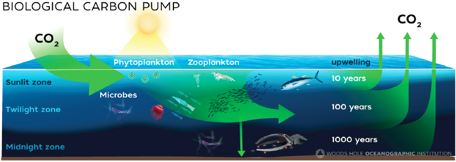 Open-water experiment reveals enhanced ocean carbon sequestration via alkalinity improvement