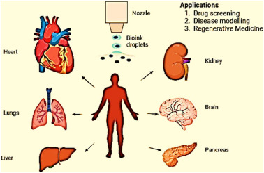 The Realization of Stem Cell Therapy's Promise