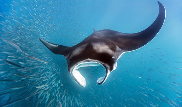 Discovering Animal Perceptions: Exceeding the Conventional Five