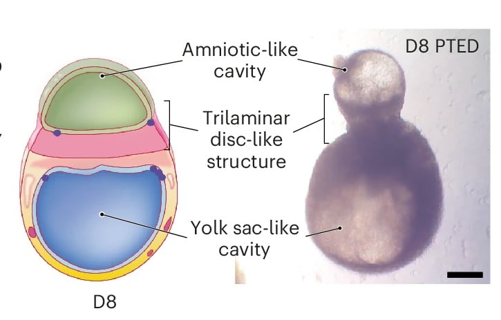 The Identification of Stem Cells Able to Produce a Yolk Sac Once Considered Unfeasible