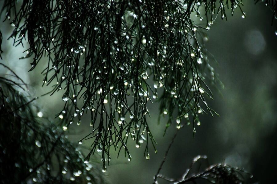 The Noise of Rain Stirs Inactive Seeds