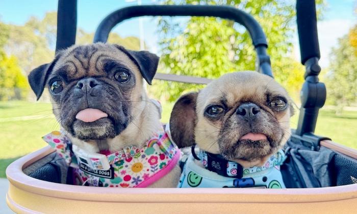 Utilizing Toxins to Assist Respiration in Brachycephalic Canines