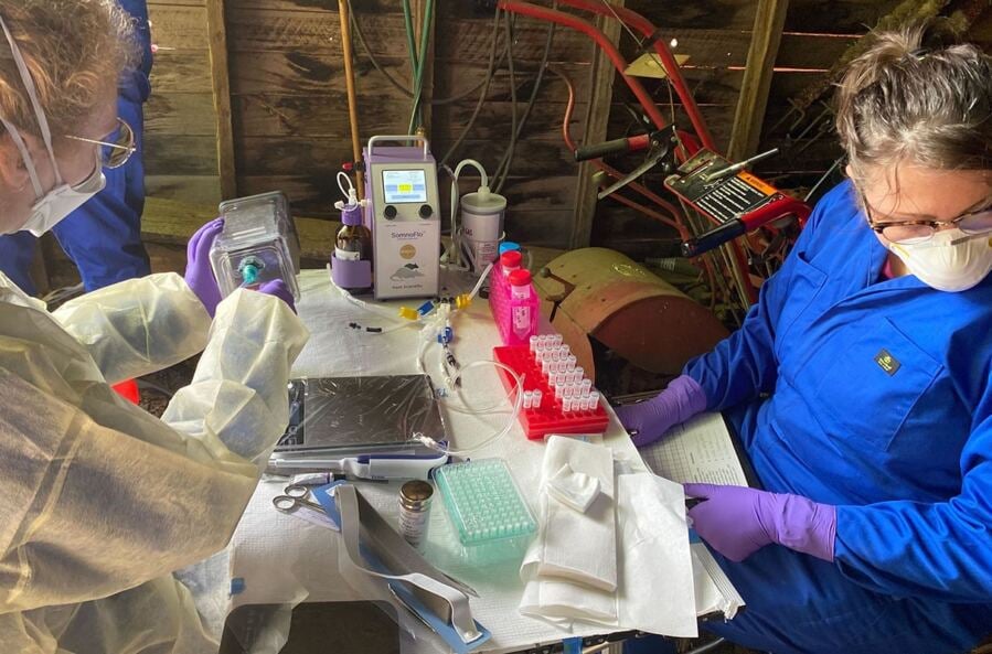 A Third of Rodents in the Pacific Northwest Show Positive Results for Hantavirus Antibodies