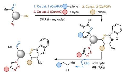 Augmentation of Click Chemistry Toolkit with Innovative Restricted C–C Bond Synthesis Reaction