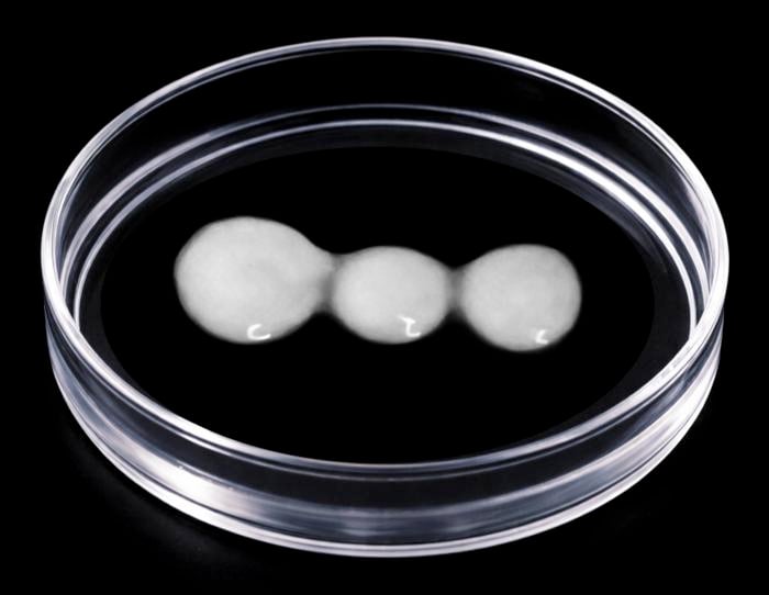 Contraceptive Medication Exhibits Possibility to Revert Previously Irreversible Nerve Injury