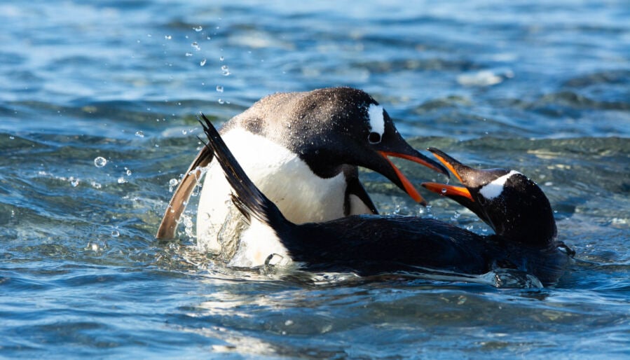 Discovery of a Newly Identified Penguin Species on an Isolated Island