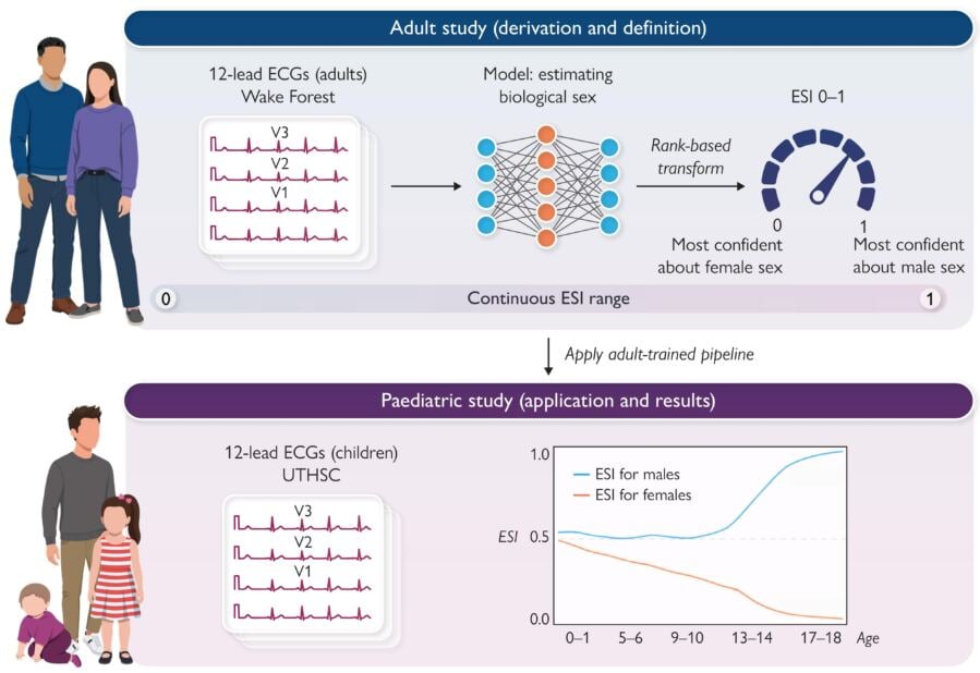 ECG Can Detect the Beginning of Puberty in Children