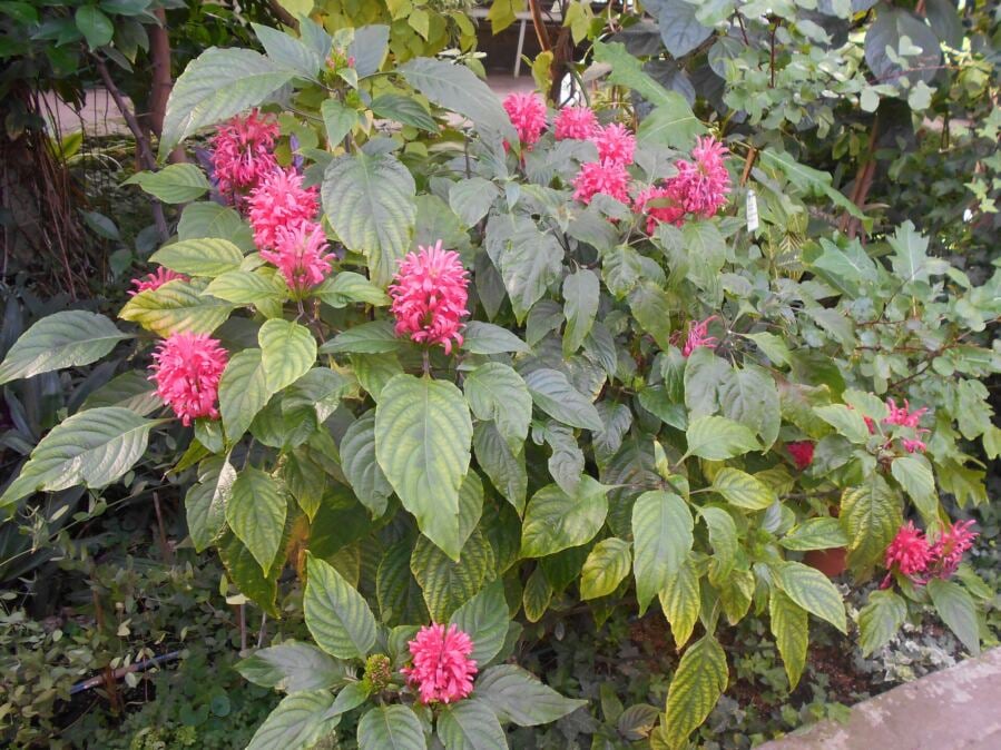 Garden Shrub Displays Protective Properties on Mouse Pancreatic Cells Against Inflammation