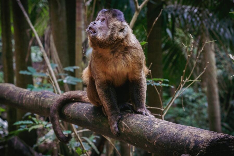 How Climate Change and Drought Affect Capuchin Monkeys and Reinforce Dominant Groups