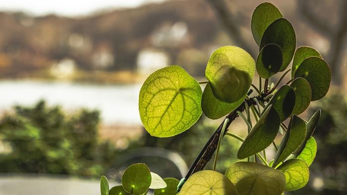 "How Houseplants Instinctively Address Intricate Geometry Challenges"