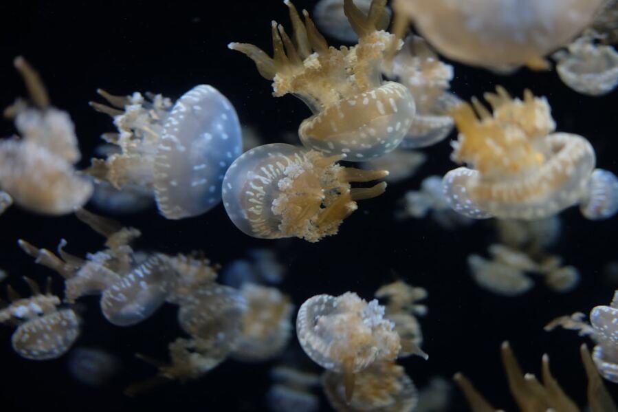 How Jellyfish Caught in Fishing Nets Might Transform Medical Innovations