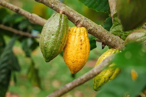 Lab-Cultivated Cocoa: An Possible Answer to Chocolate's Environmental and Supply Chain Issues