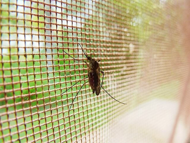 Mosquitoes in Your Garden Could Soon Spread Tropical Illnesses