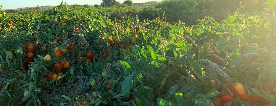 Researchers Empowered Common Soil Microorganisms to Capture Nitrogen from the Atmosphere
