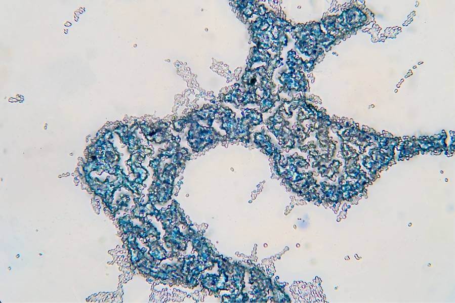 Researchers Instructing Microorganisms to Generate Pharmaceuticals From the Ground Up