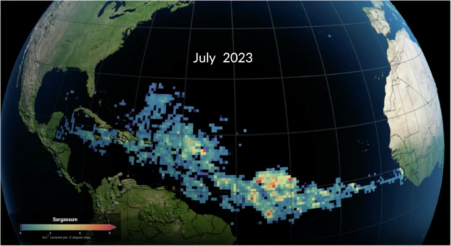 Seaweed Belt Affecting Caribbean Shores Could Act as a Carbon Sequestration Solution