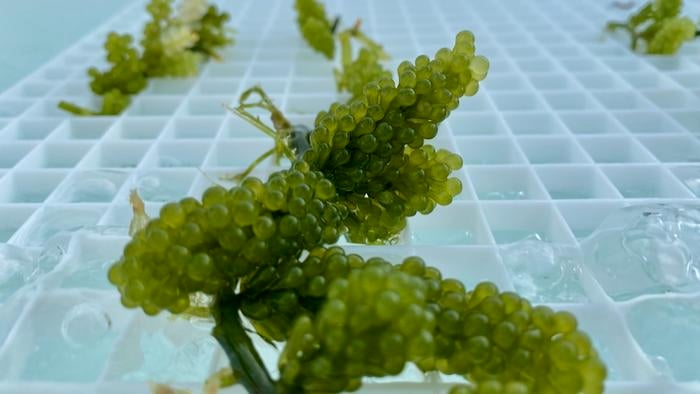 The Capability of Seaweed to Tackle Significant Pollution Issues in Aquaculture