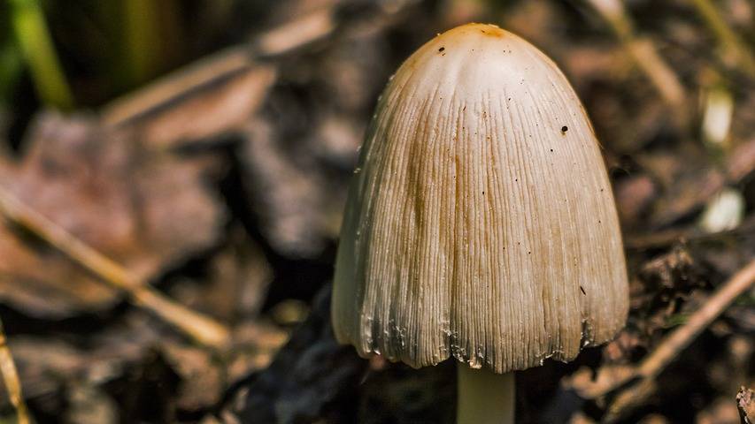 The Effect of One Psilocybin Dose on Enduring Brain Activity