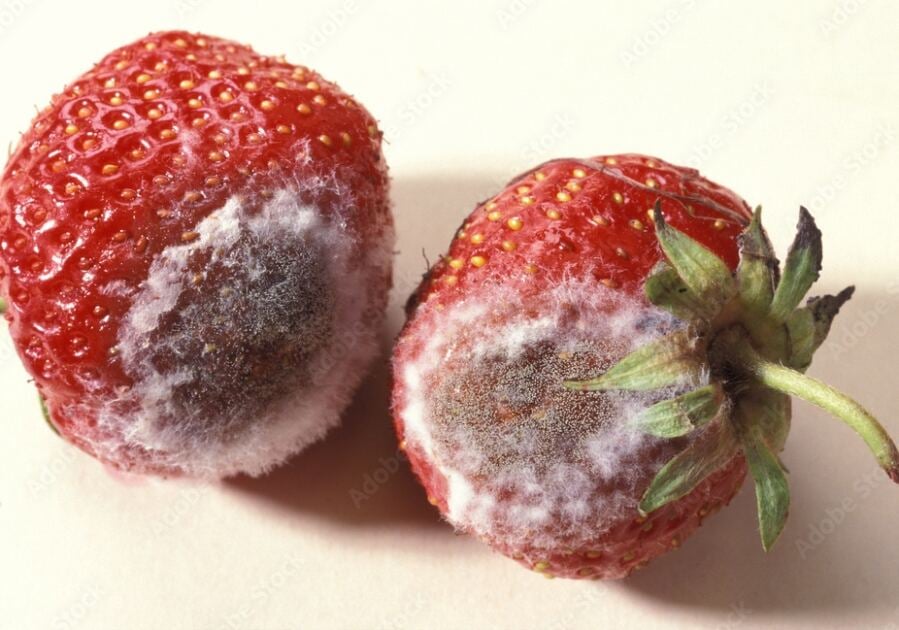 The Effects of Gray Mold on Strawberries Revealed After Years of Study