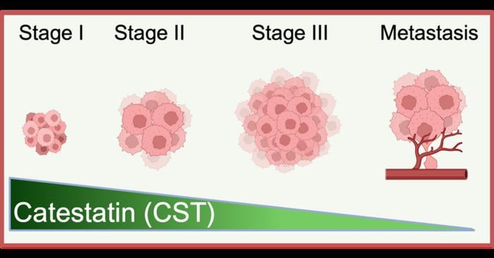 Your Body Generates a Molecule to Fight Melanoma, Yet Cancer Has the Ability to Disable It.