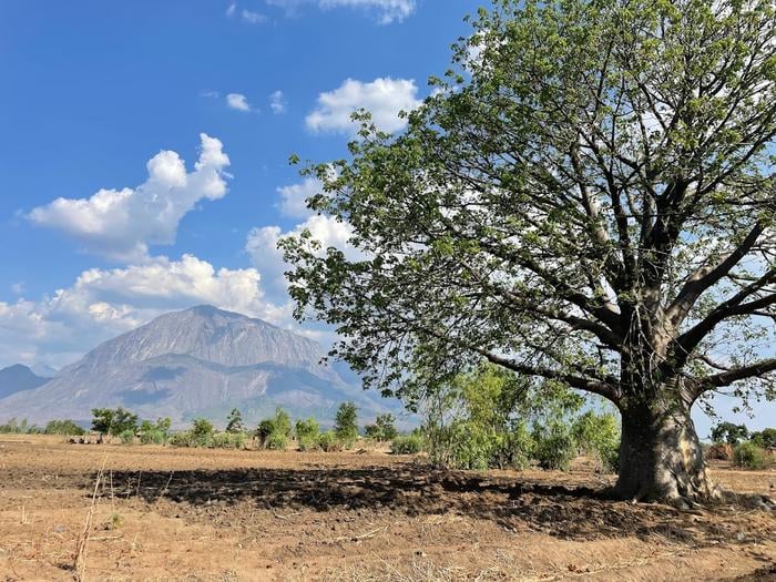 Africa's Tree-Planting Programs Overlook Nutritional Tree Varieties