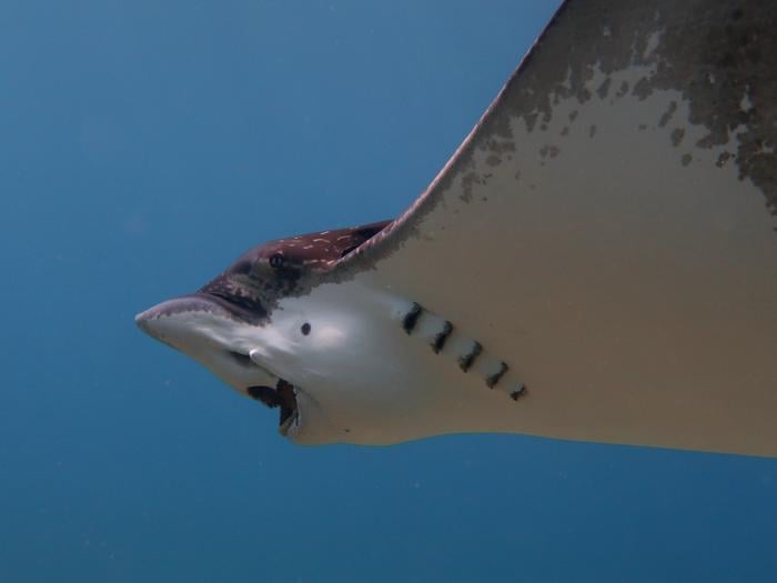 Artificial Intelligence Evaluates Shell-Cracking Noises to Recognize Ray's Target