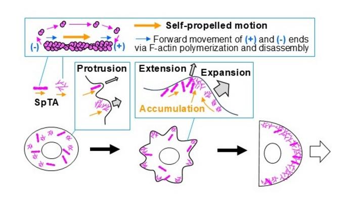 Cells Form Their Shapes with Self-Driving Actin Bundle Swarms