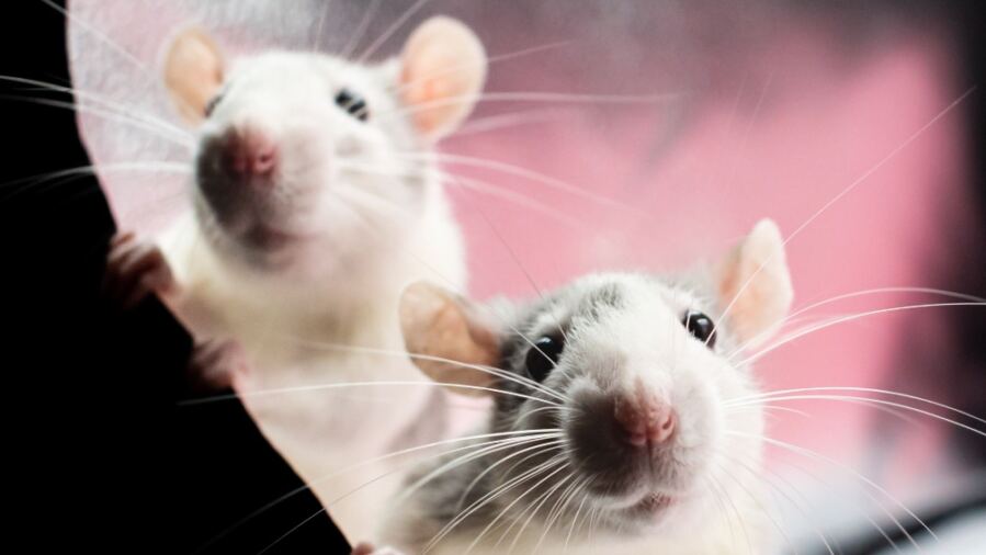 City Mice Have Developed Genes That Enable Them to Endure Rat Poison