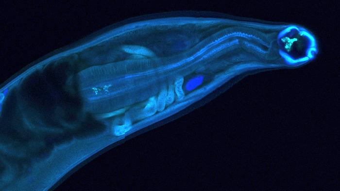 Engineered Hookworms Created to Deliver Medicine