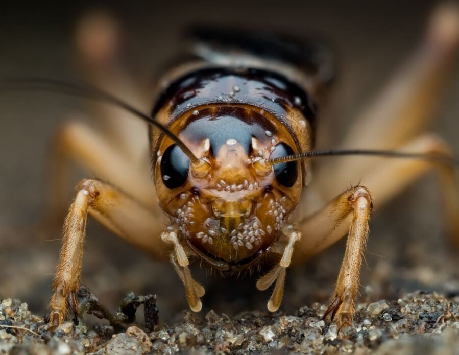 Europeans Forsook Insect Eating Thousands of Years Prior to Its Becoming Forbidden