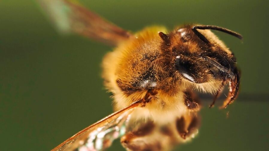 Honeybee Genetics: A Unique Process for Creating Worker Bees