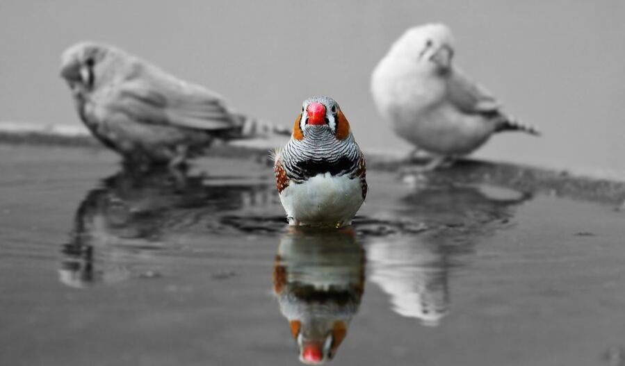 How a Bird's Alert Tune Influences the Brain Growth of Unhatched Chicks