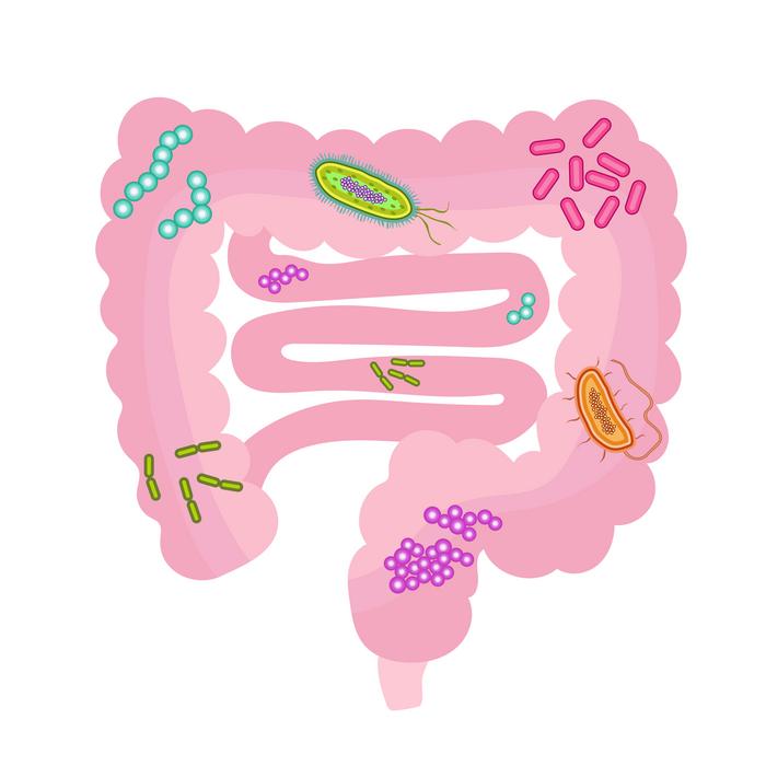 How Gut Microbes Affect Selenium Retention in the Body