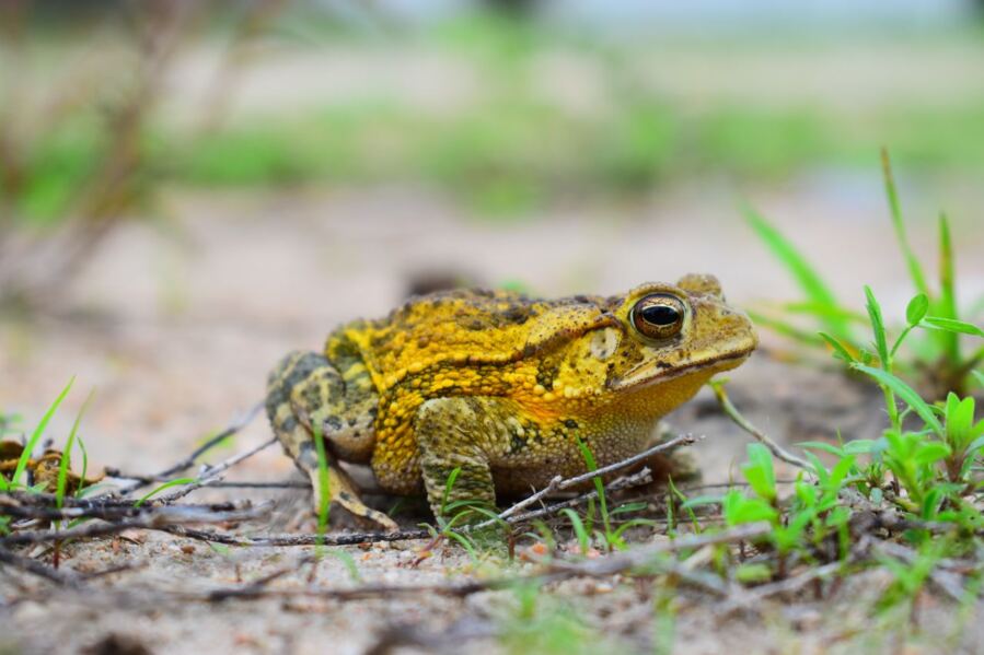 How Plants, Fungi, and Toads Developed to Generate Identical Psychoactive Compounds