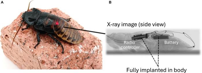 Improving Cockroach Robots with Hidden Electronics