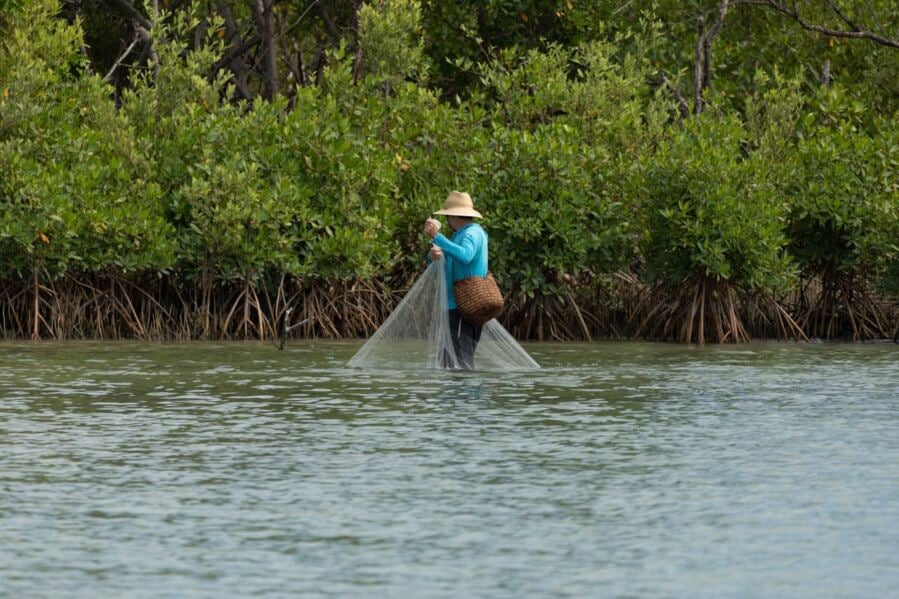 Increasing Sea Levels May Convert Mangrove Forests from Carbon Sinks to Carbon Sources