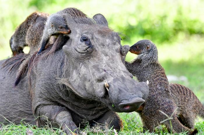 Inter-Species Dialogue: Comprehending Cooperative Animal Engagements