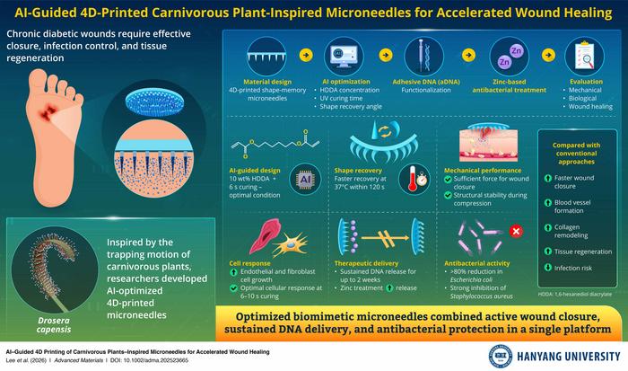 Microneedle Innovation Motivated by Flesh-Eating Flora for Healing Diabetic Injuries