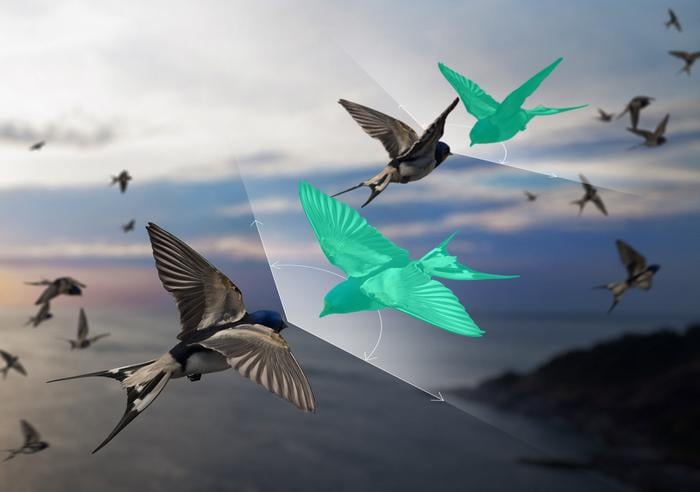 Physicists Create Answer for Bird Flocks That Defy Newton's Third Law