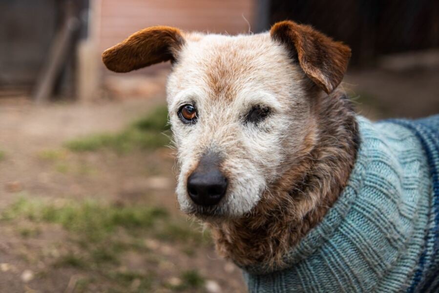 Prompt Identification of Canine Dementia by Observing Reduced Front Stride