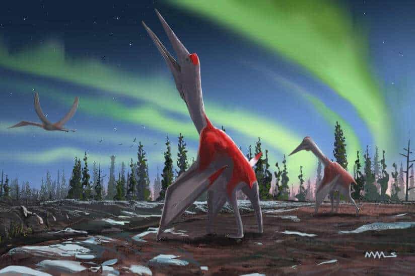 Pterosaur Wing Configurations Possibly More Varied Than Earlier Assumed
