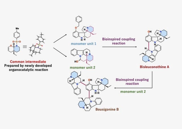 Researchers Effectively Create a Cancer-Battling Molecule Derived from Tree Bark