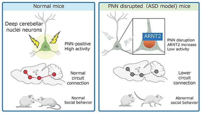 The Function of Brain Cell Network in Shaping Social Behavior