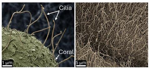 Warming Oceans Influence Cellular Frameworks Responsible for Oxygen Distribution to Coral