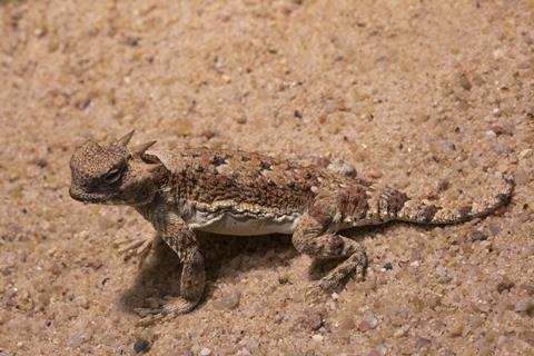 Water-Collecting System Influenced by Desert Horned Lizards' Skin-Absorbing Capabilities