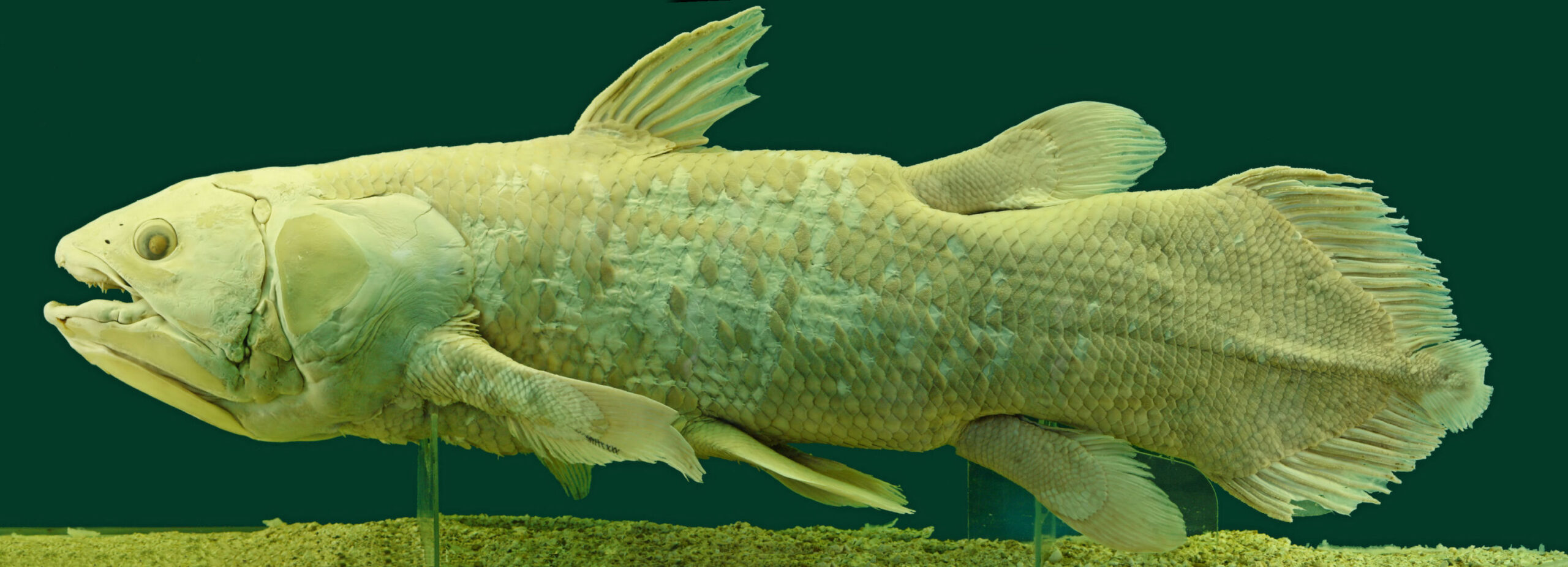 A South African angler uncovers a 1938 Coelacanth, previously believed to have been extinct for 65 million years.