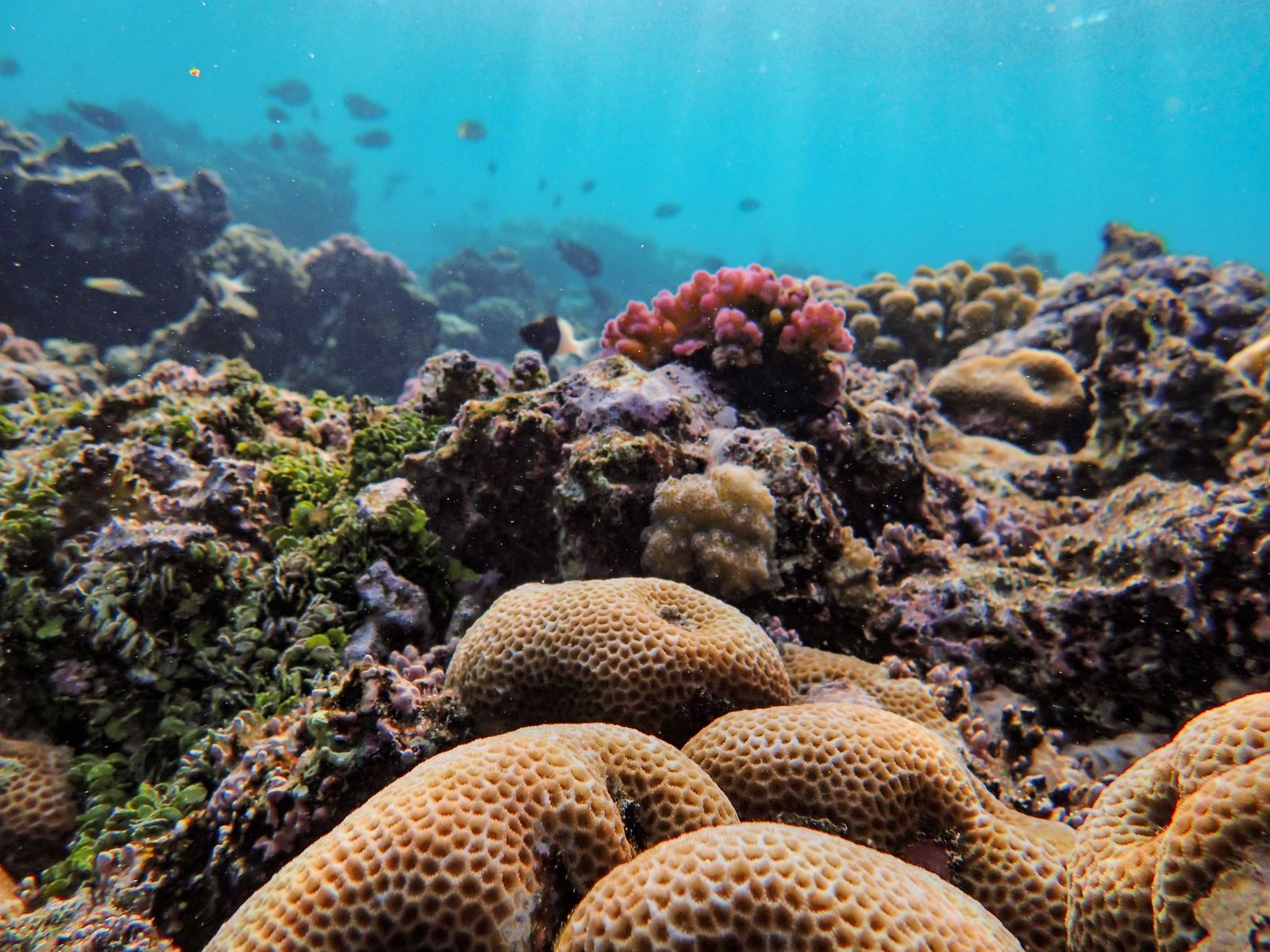 Aerial Video Uncovers Thriving Marine Ecosystem at Benin Reef Once Believed to Be Lifeless for 60 Years, Questions 1960s Scientific Theories