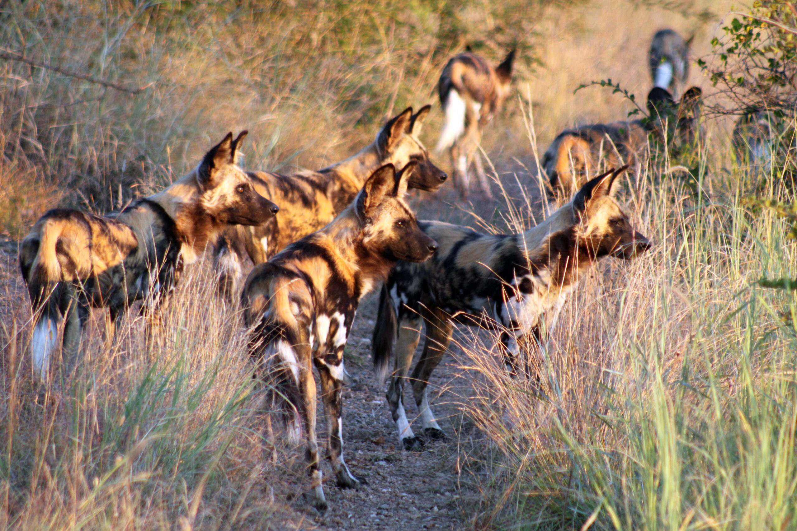 "African Wild Dogs Exceed Solitary Lions in Hunting Success Rates"