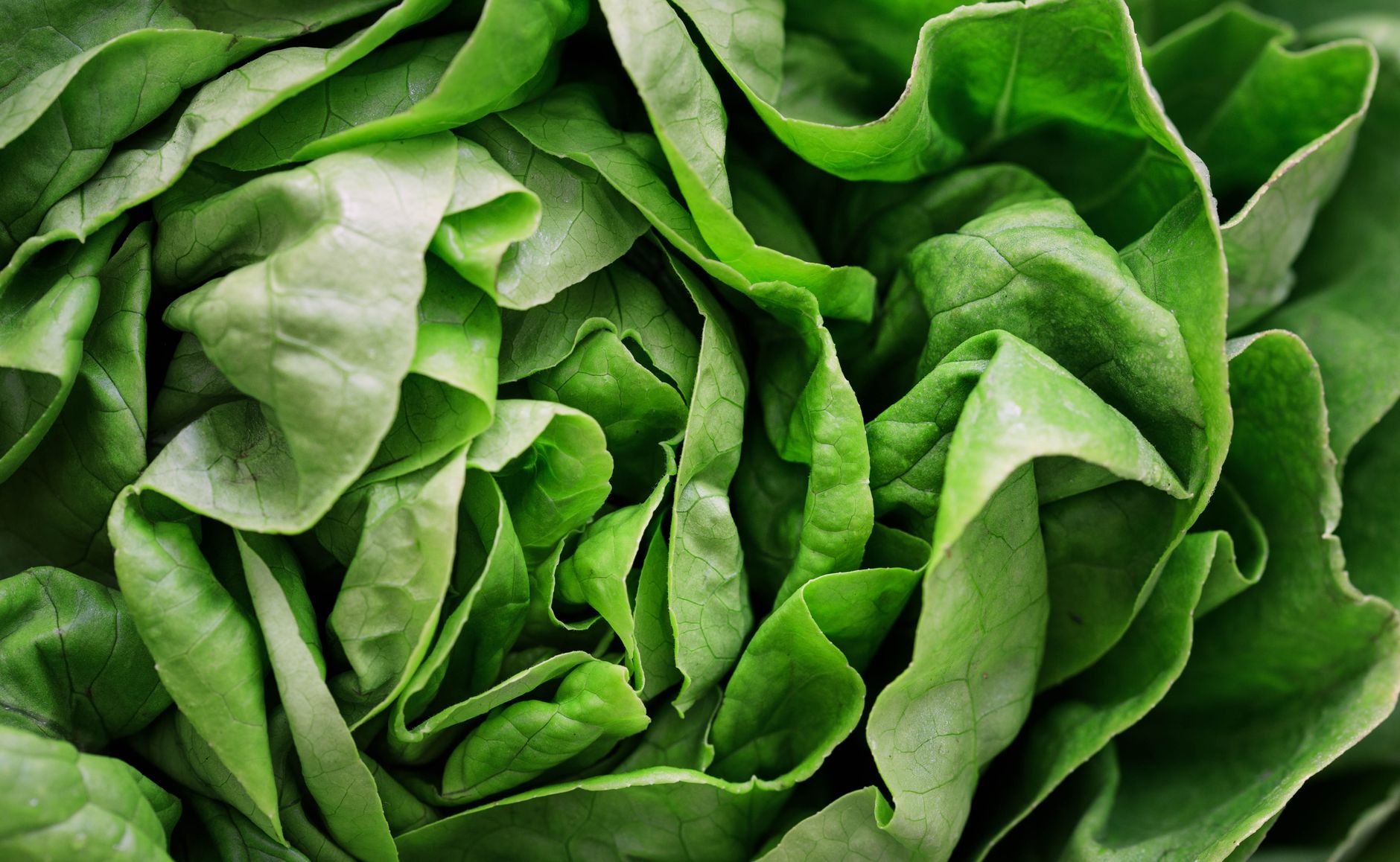 Almost 7,000 Americans Affected by Tiny Parasite in Fresh Fruits and Vegetables; Cooking is the Only Way to Eradicate It