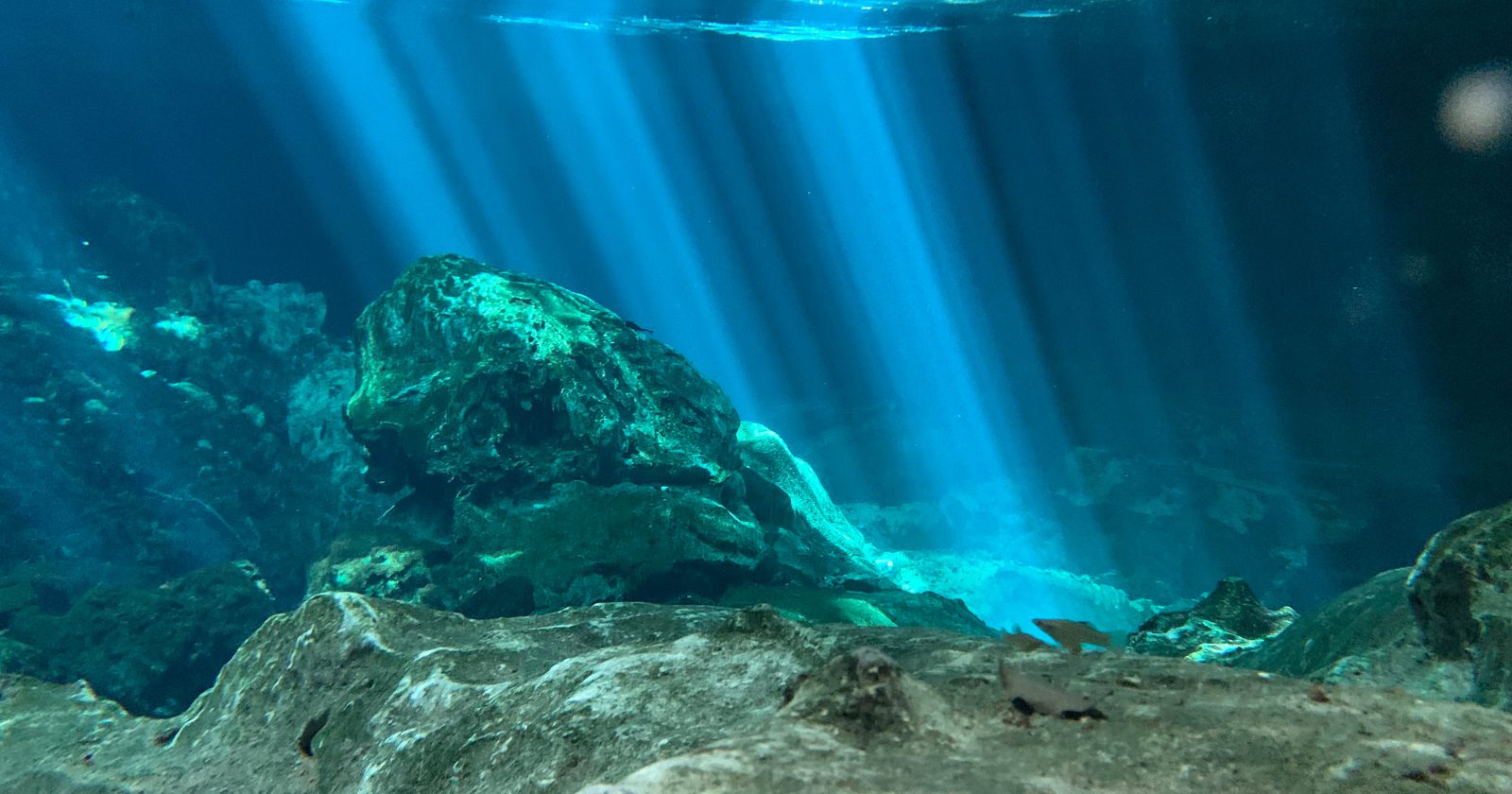 Ample Reserves of Cobalt and Manganese Found in Pacific Ocean Stone, Triggering Mining Surge in Untapped Ecosystem